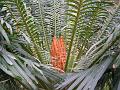 Ceylon Sago Palm